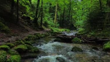 Parlak yeşil yosunlu kayaların arasından süzülen berrak bir orman akıntısı yoğun orman bitkileriyle çevrilidir. Doğa belgeselleri için ideal içerik rahatlama videoları ve barışçıl açık hava manzarası.