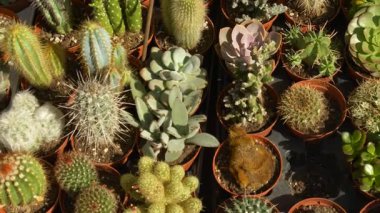 Kaktüs ve sulu tencerelerin estetik düzenlemesi parlak güneş ışığı altında doğal bir desen oluşturuyor. Tasarım, yaşam tarzı ve doğa temaları için mükemmel bir konsept.