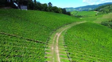 Bereketli yeşil tepelerin, üzüm bağları ve ormanlarla dolu verimli, yaz mevsimi gökyüzü ve huzurlu kırsal arazinin insansız hava aracı görüntüsü seyahat turizmi ve tarım kavramları için mükemmel.