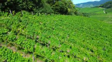 İnsansız hava aracı, yazın güneşli, yuvarlanan tepelerdeki üzüm bağlarını, yemyeşil dağları ve açık mavi gökyüzüyle Picturesque kırsal şarap bölgesini gösteriyor.