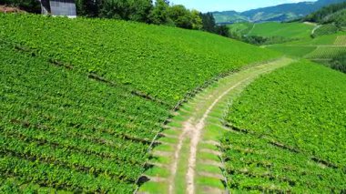 Kırsal bir yolda yuvarlanan yeşil tepelerdeki üzüm bağlarının insansız hava aracı görüntüsü. Arka planda dağları olan şarap büyüyen bir bölgenin parlak yaz manzarası.