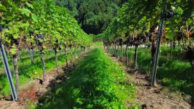 Yaz boyunca üzüm bağında olgun üzüm kümeleri olan üzümler yeşil çimen ve güneş ışığıyla dolu kırsal bir şarap bölgesinde hasat mevsimi