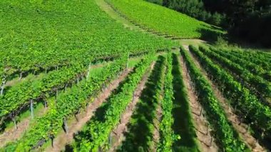 Yeşillik yeşil bir yamaçtaki üzüm bağlarının hava aracı görüntüleri. Arka planda dağlar olan şarap büyüyen bir bölgede yaz tarım manzarası.