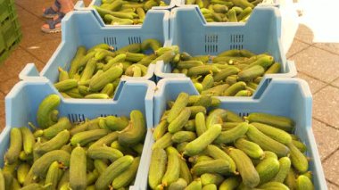 Yerel bir markette mavi plastik sandıklara tıkıştırılmış taze salatalıkların yakın görüntüsü. Alman çiftçi pazarından tipik bir sahne mevsimlik sebzelerin satışa hazır olduğunu gösteriyor..