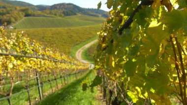 Sonbahar günışığında üzüm bağlarının manzarası. Tepeler ve renkli yapraklarla çevrili üzüm tarlalarından geçen toprak bir yol var.