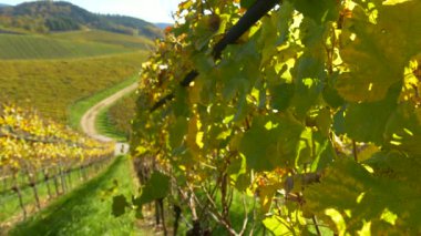 Ilık ışıkta parlayan altın üzüm yapraklarıyla rüya gibi sonbahar üzüm bağları. Yeşil tepeler arasında bir kavisli yol kaybolur.