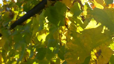 Güneş ışığı altında parlayan parlak üzüm bağı yapraklarının yakın çekimi. Sıcak sonbahar tonları organik üzüm bağlarında doğal dokuyu ve tazeliği vurgular
