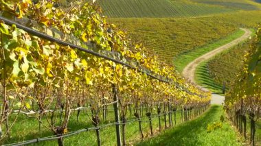 Toprak bir yol boyunca uzanan organik üzümlerle dolu yemyeşil üzüm bağları. Çevre dostu tarım ve sürdürülebilirliği sembolize eden doğal tarım manzarası