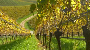 Üzüm tarlalarının arasından süzülen bir üzüm bağının açık mavi gökyüzü manzarası. Sıcak ışık yeşil ve altın üzüm yapraklarını vurgular