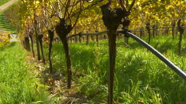 Üzüm bağında, damlatan sulama ile donatılmış üzüm bağlarının yakın çekimi. Sıcak güneş ışığı altında yeşil çimen ve altın yaprakları gösteren sürdürülebilir tarım kavramı