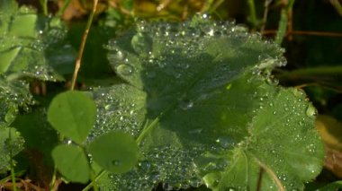 Schwarzwald Kara Ormanı 'ndaki canlı yeşil yaprakları kaplayan taze çiğ damlalarını yakından izleyin. Güneş ışığı, bu sahneyi doğa belgeselleri, rahatlama videoları ve botanik görüntüler için ideal kılan parıltılı yansımalar yaratır..