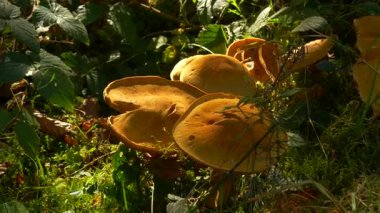 Büyük altın mantarlar Schwarzwald Kara Ormanı 'ndaki yosun ve orman bitkileri arasında doğal olarak yetişir. Güneş ışığı, bu sahneyi doğa belgeselleri, ekoloji projeleri ve yiyecek arayan içerik için ideal hale getiren zengin orman dokusunu vurgular.