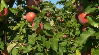 Doğal güneş ışığında birkaç elmanın yan yana gelişimi hakkında detaylı bir görüş. Beslenme, bahçıvanlık, kırsal yaşam tarzı ve organik mevsimlik üretim projeleri için mükemmel..