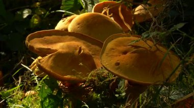 Altın mantarlar, Schwarzwald 'ın biyolojik çeşitliliğini gösteren bir parça yosun ve orman bitkisi boyunca genişler. Vahşi yaşam belgeselleri için harika. Turizm görselleri ve doğa odaklı görüntüler..