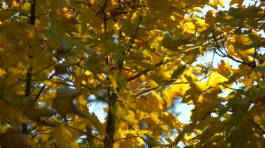 Açık mavi gökyüzüne karşı sıcak güneş ışığıyla aydınlatılan altın sarısı yapraklardan oluşan canlı bir gölgelik. Sonbahar temalı projeler için mükemmel doğa belgeselleri mevsimlik görüntüler ve seyahat içeriği.