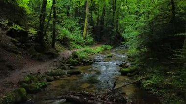 Canlı bir dere, yoğun yeşil ormanlarla çevrili parlak yosun kaplı kayaların arasından ferahlatıcı ve huzurlu bir doğal ortam sunuyor. Doğa belgeselleri için mükemmel. Sağlık içeriği ve seyahat görselleri..