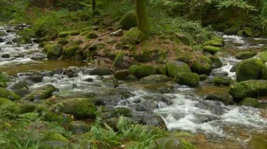 Canlı bir dere, yoğun bitki örtüsüyle çevrili yosun kaplı kayaların arasından geçer ve dinamik ama sakinleştirici bir orman manzarası sunar. Meditasyon için mükemmel arka plan eko görüntüler ve doğa hikayeleri.