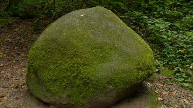 Yumuşak yosunlarla kaplı yuvarlak bir kaya parçası orman zemininde düşen yaprakların arasında huzurlu ve topraksı bir orman manzarası sunuyor. Doğa hikayeleri için uygun seyahat klipleri ve rahatlama içeriği.