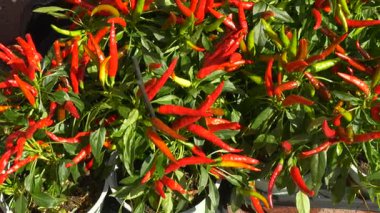 Fransa 'da bir açık hava Provencal pazarında saksı bitkilerinde yetişen taze kırmızı ve yeşil biberler. Baharatlı gıda, bahçıvanlık ve Akdeniz yaşam tarzı kavramı.