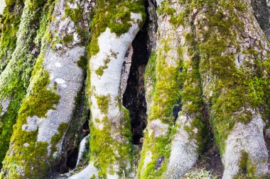 Büyük eski ağaç kök yeşil yosun ile