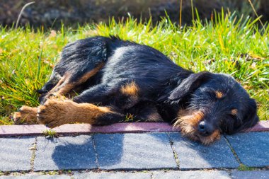 Büyük anavatan köpek