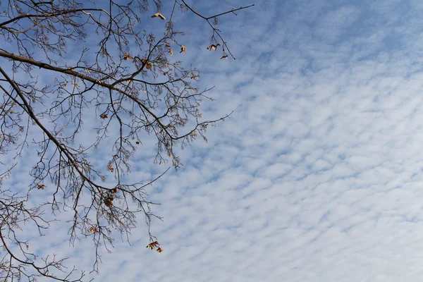 Mycket vacker höst himmel — Stockfoto