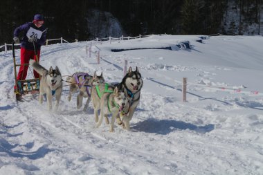 Köpek takım çalıştırır