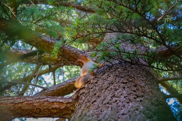 Eichhörnchen läuft durch die Kiefer — Stockfoto