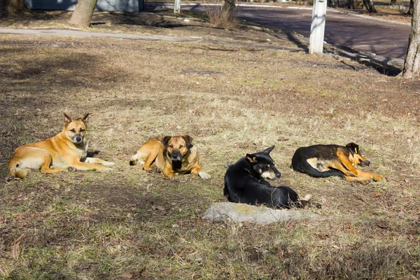 Stado bezpańskich psów na ulicy — Zdjęcie stockowe