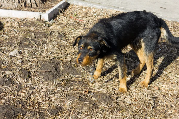 Cão preto assustado com uma coleira e corrente — Fotografia de Stock