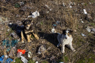 Sokaktaki evsiz köpek