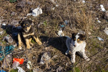 Sokaktaki evsiz köpek