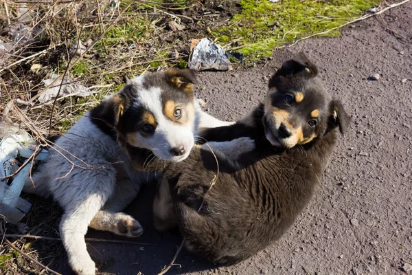 Piccoli cuccioli senzatetto divertenti — Foto Stock