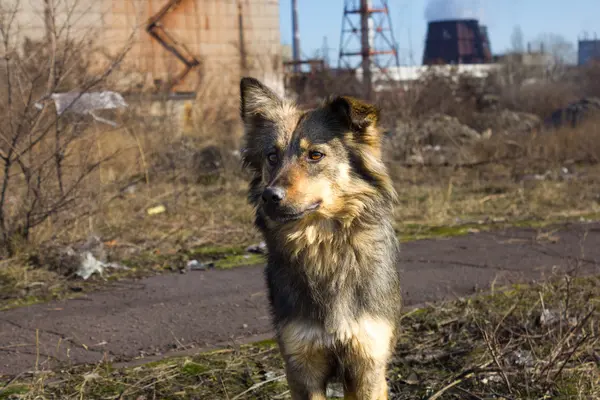 Cão sem abrigo na rua — Fotografia de Stock