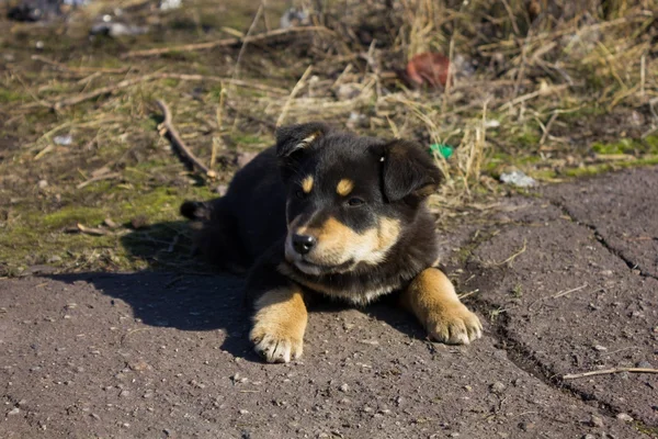 Little funny homeless puppy — Stock Photo, Image