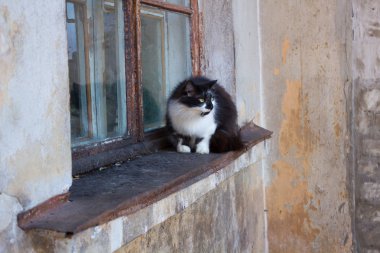Eski bir pencere üzerinde oturan kedi