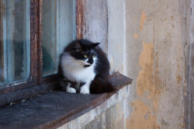 Eski bir pencere üzerinde oturan kedi
