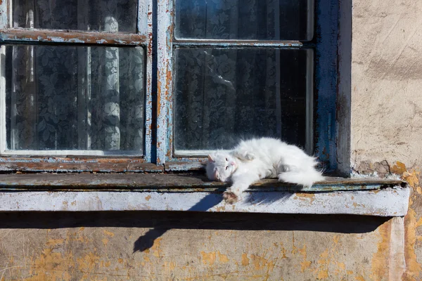 Bílá kočka sedí na staré okno — Stock fotografie