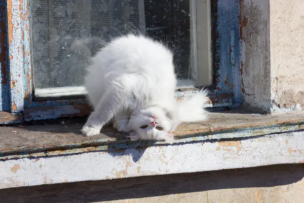 White cat sitting on an old window — Stock Photo, Image