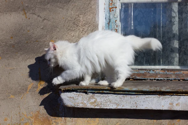 Weiße Katze sitzt auf einem alten Fenster — Stockfoto