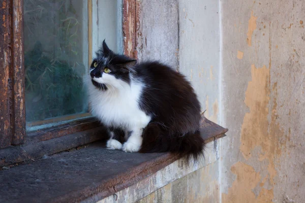 Kočka sedí na staré okno — Stock fotografie