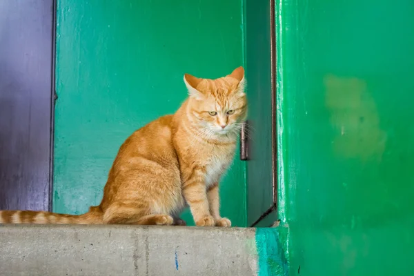Velká červená kočka — Stock fotografie