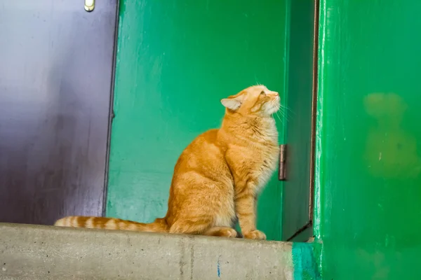 红色的大猫 — 图库照片