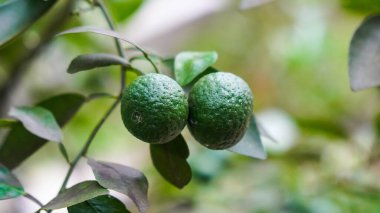 Jeruk Limau 'nun meyve dalı (Citrus amblycarpa) ağacı, Güneydoğu Asya' ya özgü bitki. Geleneksel yemek çeşnilerinde çok popüler..