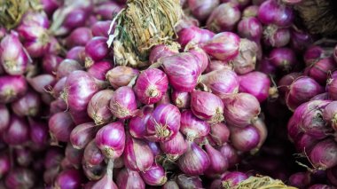 Taze soğan sadece çiftlikten toplanır Seçici bir odak noktasında