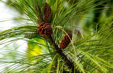 Sibirya çam fıstığı ve iğneler seçici odak noktasında dallanır