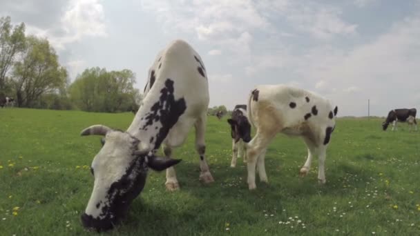 La vache mange de l'herbe 