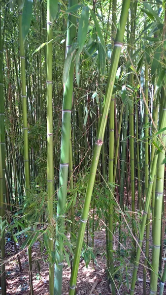 Bamboo snår i Krim — Stockfoto