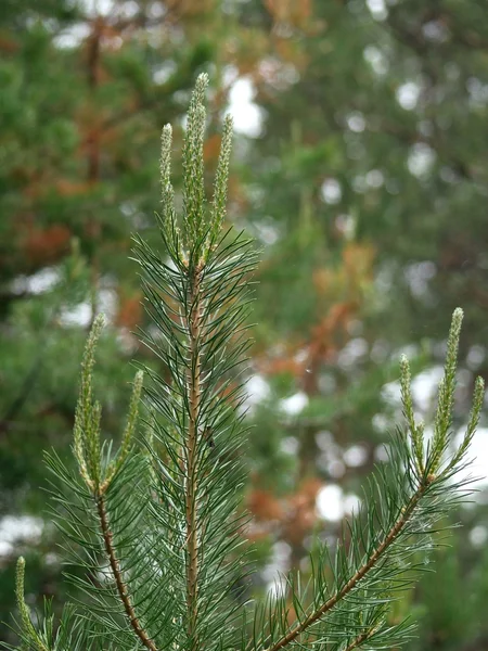 Młode pędy z Pinus sylvestris (Jakucji) — Zdjęcie stockowe