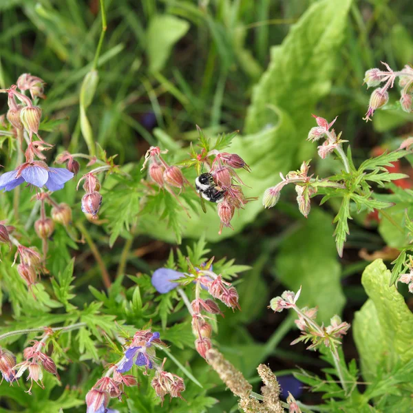 蜂は、ゼラニウムの草原の花から蜜を収集します。 — ストック写真